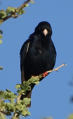 Vidua chalybeata okavangoensis