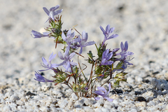 Eriastrum eremicum eremicum