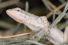 Urosaurus graciosus