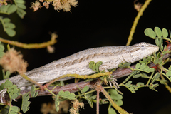 Urosaurus graciosus
