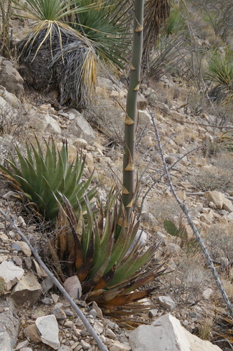 Image of Agave gracilipes by (c) Eric Knight, some rights reserved (CC BY)