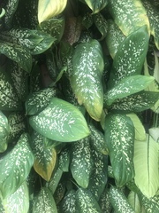 Dieffenbachia