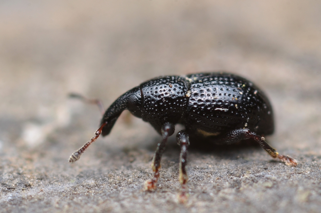 Leiosoma deflexum