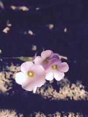 Oxalis caprina