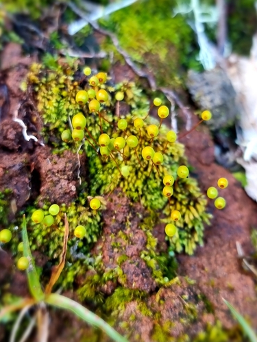 Image of Rigid Apple-Moss (Philonotis rigida) by no rights reserved