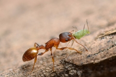 Temnothorax affinis