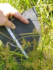 Cyperus thyrsiflorus