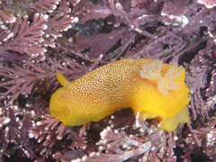 Doriopsilla albopunctata