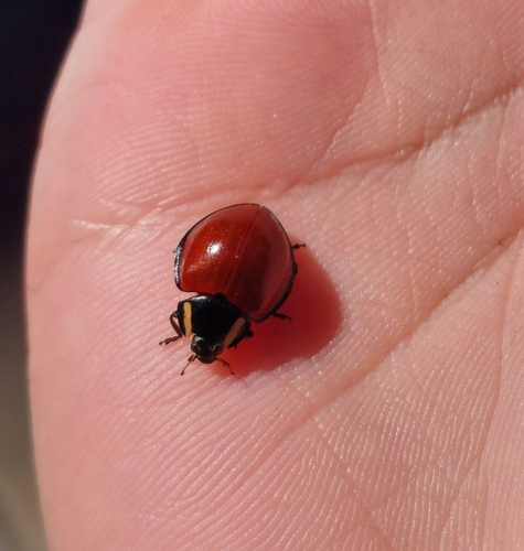 LeConte's Giant Lady Beetle photo 6
