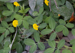 Arachis pintoi image