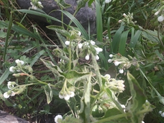 Symphytum brachycalyx