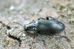 Melandrya caraboides