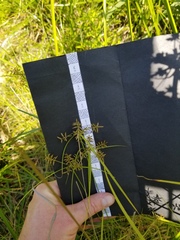 Cyperus thyrsiflorus