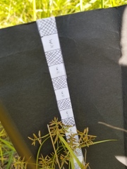 Cyperus thyrsiflorus