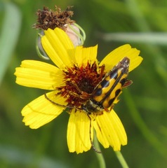 Typocerus octonotatus