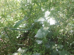 Lamium moschatum