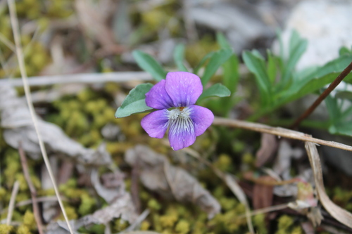 Image of Viola egglestonii by (c) Dominic, some rights reserved (CC BY)