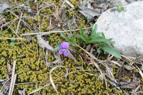 Image of Viola egglestonii by (c) Dominic, some rights reserved (CC BY)