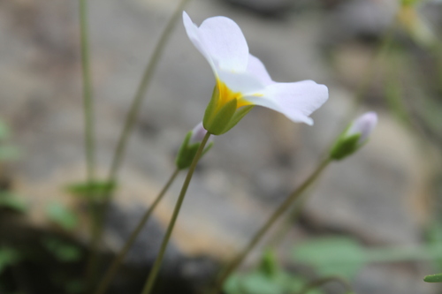 Image of Leavenworthia stylosa by (c) Dominic, some rights reserved (CC BY)