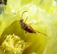 Typocerus