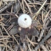 Curling Earthstar - Photo (c) Carlene Cliver, some rights reserved (CC BY-NC), uploaded by Carlene Cliver