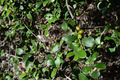 Image of Dovyalis lucida by (c) Andrew Gillespie, some rights reserved (CC BY-SA)