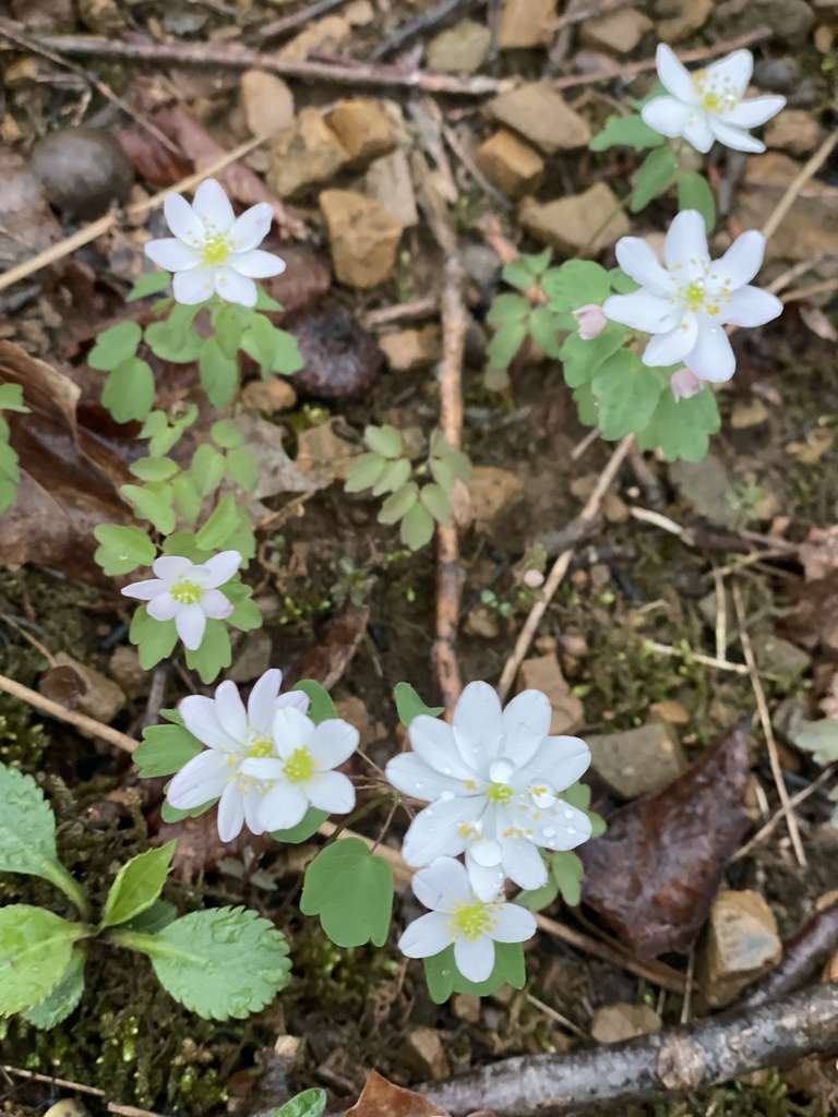 rue anemone from Chesapeake and Ohio Canal Trail, Sharpsburg, MD, US on ...