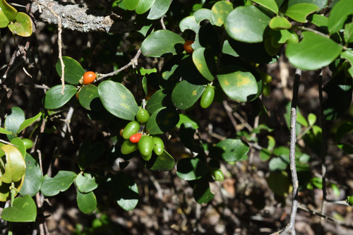 Glossy Dovyalis (Dovyalis lucida)