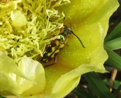 Typocerus octonotatus