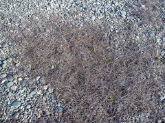 Muehlenbeckia ephedroides