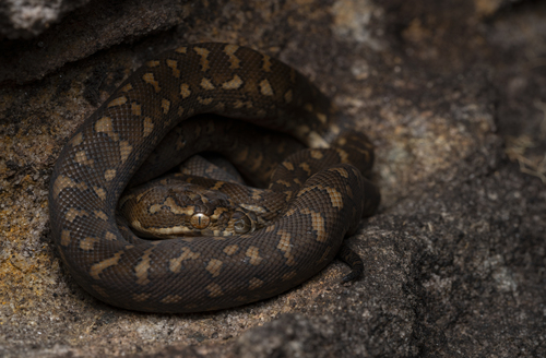 Diamond Python sighting