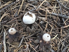 Geastrum pseudolimbatum
