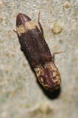 Lacon querceus