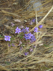 Brodiaea kinkiensis