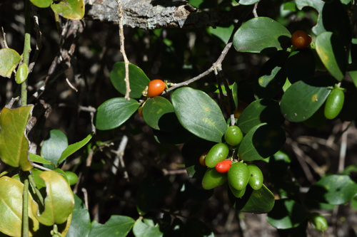 Image of Dovyalis lucida by (c) Andrew Gillespie, some rights reserved (CC BY-SA)