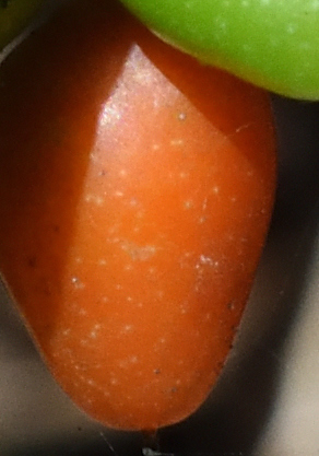 Image of Dovyalis lucida by (c) Andrew Gillespie, some rights reserved (CC BY-SA)