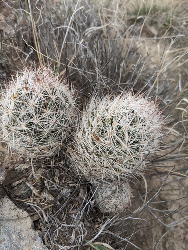Sacramento Mountain Foxtail Cactus (Escobaria villardii)