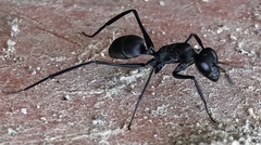 Gigantiops destructor