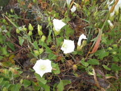 Calystegia macrostegia amplissima