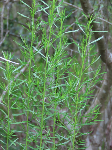 Image of Baccharis angustifolia by no rights reserved