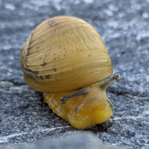 Green Garden Snail, Berkeley, CA 94710, USA, photo 8 of 10