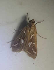 Diastictis