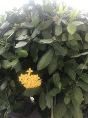 Ixora coccinea