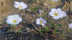 Oxalis monophylla