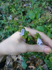 Salvia lyrata image