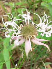 Monarda russeliana