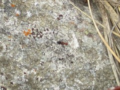 Camponotus bakeri
