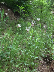 Monarda russeliana
