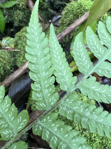 Deparia petersenii observed 2024-04-01