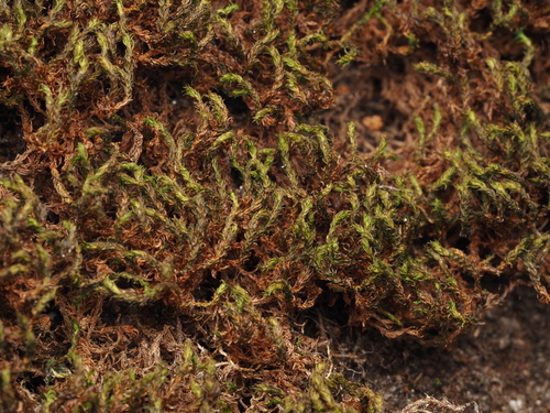 Rhexophyllum subnigrum